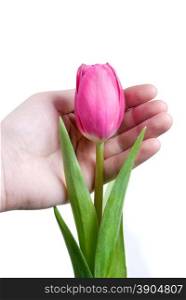hand and pink tulip isolated on white