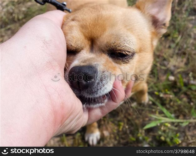 hand caressing a tiny chihuahua