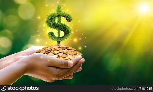 hand Coin tree The tree grows on the pile. Saving money for the future. Investment Ideas and Business Growth. Green background with bokeh sun