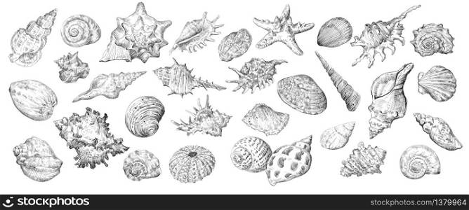 Hand drawing set of seashells. Vector sketch illustration of seashells in black color isolated on white background. Design travel elements, vintage icons set. Stock illustration for art and design.