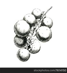 Hand-drawn black and white image of a branch of tomatoes. JPEG only