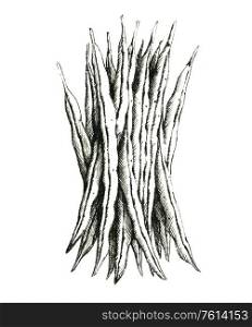 Hand-drawn black and white image of a green beans. JPEG only