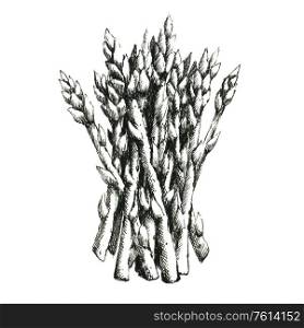 Hand-drawn black and white image of asparagus. JPEG only