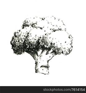 Hand-drawn black and white image of broccoli. JPEG only