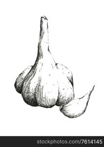 Hand-drawn black and white image of garlic. Jpeg only