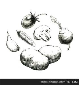 Hand-drawn black and white image of vegetables. JPEG only