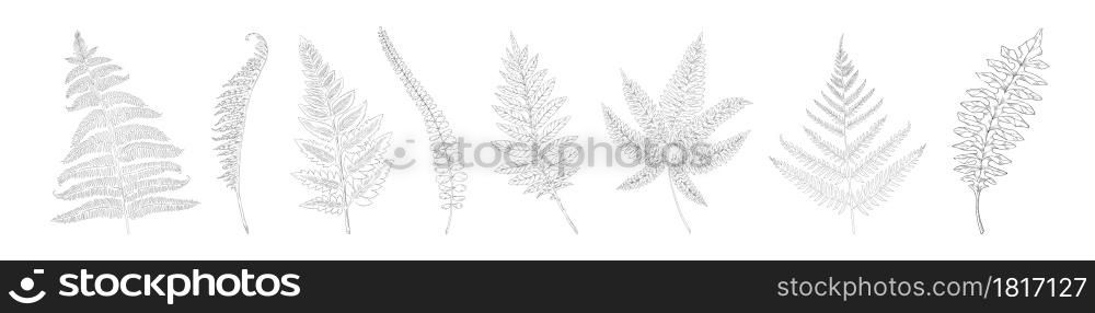 Hand drawn fern. Botanical forest plant silhouettes for print and texture. Natural detailed sketches collection. Isolated bracken fronds. Leaves graphic template. Vector monochrome herbal elements set. Hand drawn fern. Botanical forest plant silhouettes for print and texture. Natural detailed sketches collection. Bracken fronds. Leaves graphic template. Vector monochrome elements set