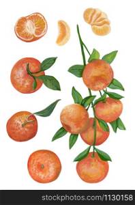 Hand drawn fruits set. Realistic botanical drawing with acrylic paints. Branch with tangerine fruits, whole, cut and slice of tangerines isolated on white. Elements for design. Traditional winter food