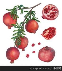 Hand drawn fruits set. Realistic drawing with acrylic. Branch with pomegranate fruits, whole, pieces and seeds of pomegranate isolated on white. Elements for design. Botanical sketches organic foods.