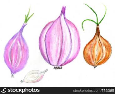 Hand drawn illustration of fresh garlic watercolor painting.