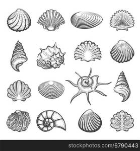 Hand drawn sea shell set. Vector hand drawn sea shell set. Shells drawing sketch isolated on white