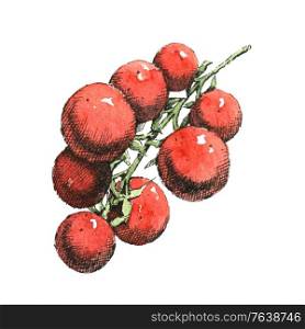 Hand-drawn watercolor image of a branch of tomatoes. JPEG only