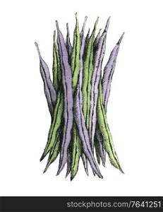 Hand-drawn watercolor image of a green beans. JPEG only