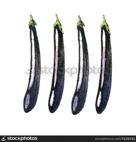 Hand-drawn watercolor image of eggplant. JPEG only