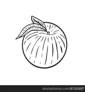 Hand engraved peach with leaves isolated object. Vintage black sketch on white background. Fruit contour drawing. Healthy organic farmed food vector. Hand engraved peach with leaves isolated object