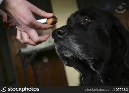 Hand feeding a dog