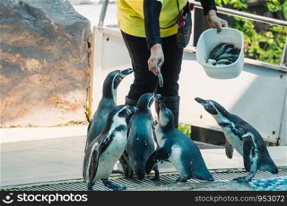 Hand feeding a Humboldt penguin with a fish in zoo