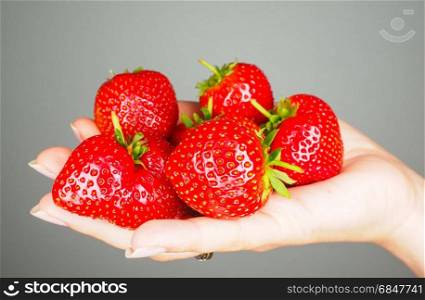 Hand full of big red fresh ripe strawberries isolated towards gray colored backdrop