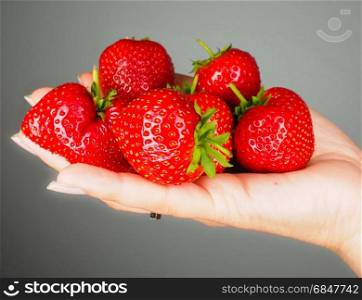 Hand full of big red fresh ripe strawberries isolated towards gray colored backdrop
