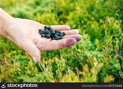 Hand full of wild bilberries. Closeup macro shot