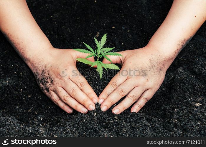 Hand gently holding rich soil for his marijuana plants