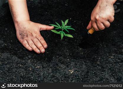 Hand gently holding rich soil for his marijuana plants