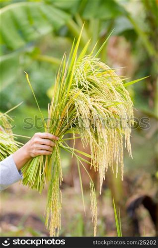 hand gently holding young rice with warm sunlight