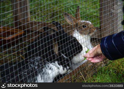 Hand giving grass to rabbits in a rabbit hutch