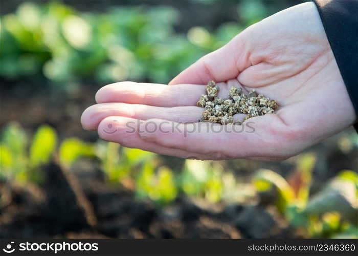 hand growing seeds on sowing soil. Background with copy space. Agriculture, organic gardening, planting or ecology concept. Sustainable business investment