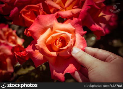 Hand holding a colorful Rose Flower