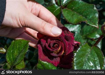 Hand holding a colorful Rose Flower