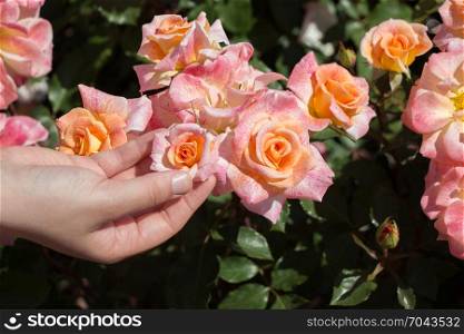 Hand holding a colorful Rose Flower