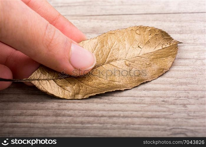 Hand holding a dry autumn leaf in hand on a gray background