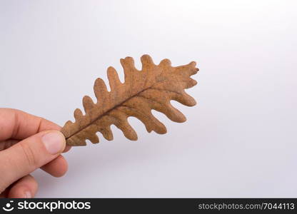 Hand holding a dry autumn leaf in hand on a white background