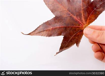 Hand holding a dry autumn leaf on a white background. Hand holding a dry autumn leaf in hand on a white background