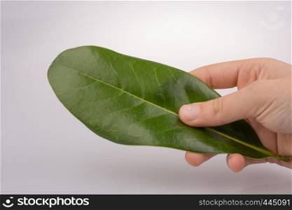 Hand holding a green leaf in hand on a white background