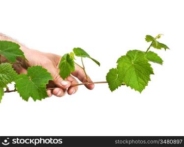 hand holding a green twig vine isolated on a white background