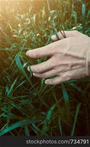hand holding a leaf in the nature, man hand with plant leaf