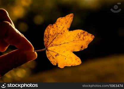 hand holding a maple leaf in autumnal colors