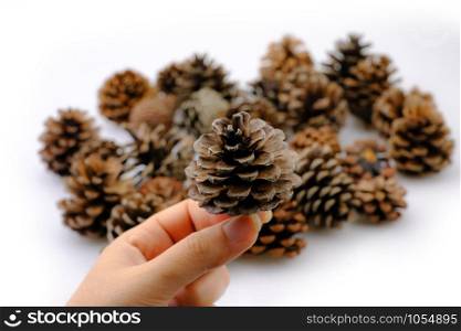 Hand holding a pine cone dry on white background