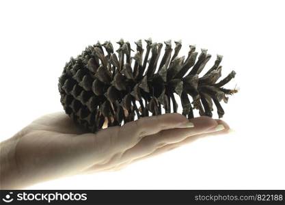 Hand holding a pine cone dry on white background