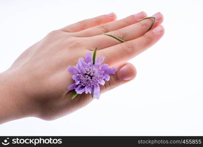 Hand holding A Purple Flower on a white background