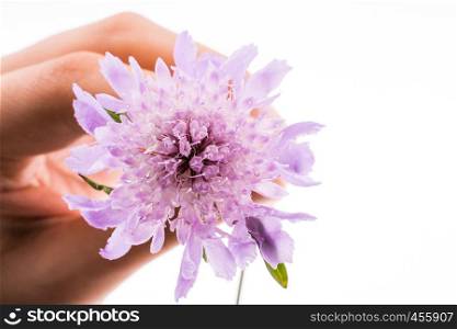 Hand holding A Purple Flower on a white background