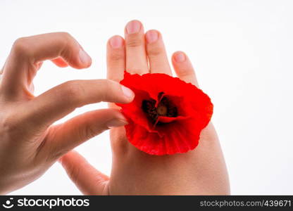 Hand holding a Red Poppy on a white background