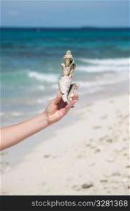 Hand holding a sea shell in Belize