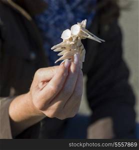 Hand holding a seashell, Twillingate, North Twillingate Island, Newfoundland And Labrador, Canada