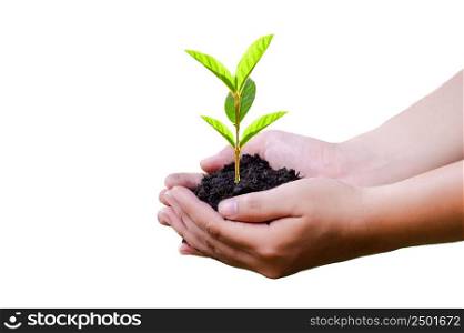 hand holding a tree environment earth day white background isolate