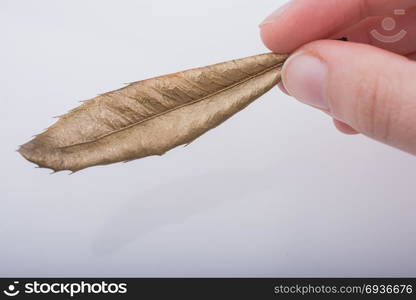 Hand holding a white autumn leaf in hand on a gray background