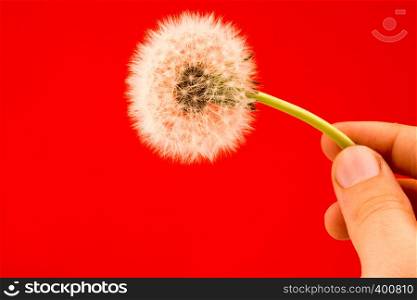 Hand holding a White Dandelion flower on a red background