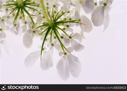 Hand holding a white flower on a white background